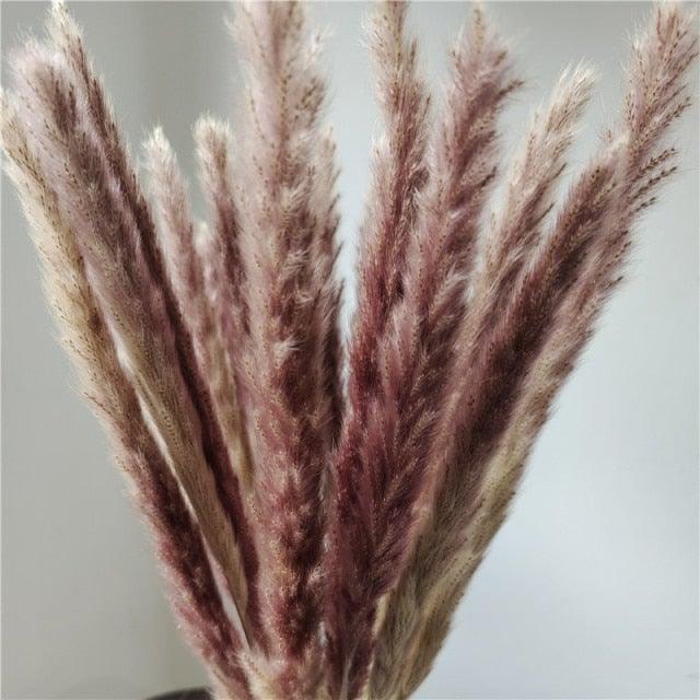 Dried Bulrush Grass Bouquet, 30 Stems