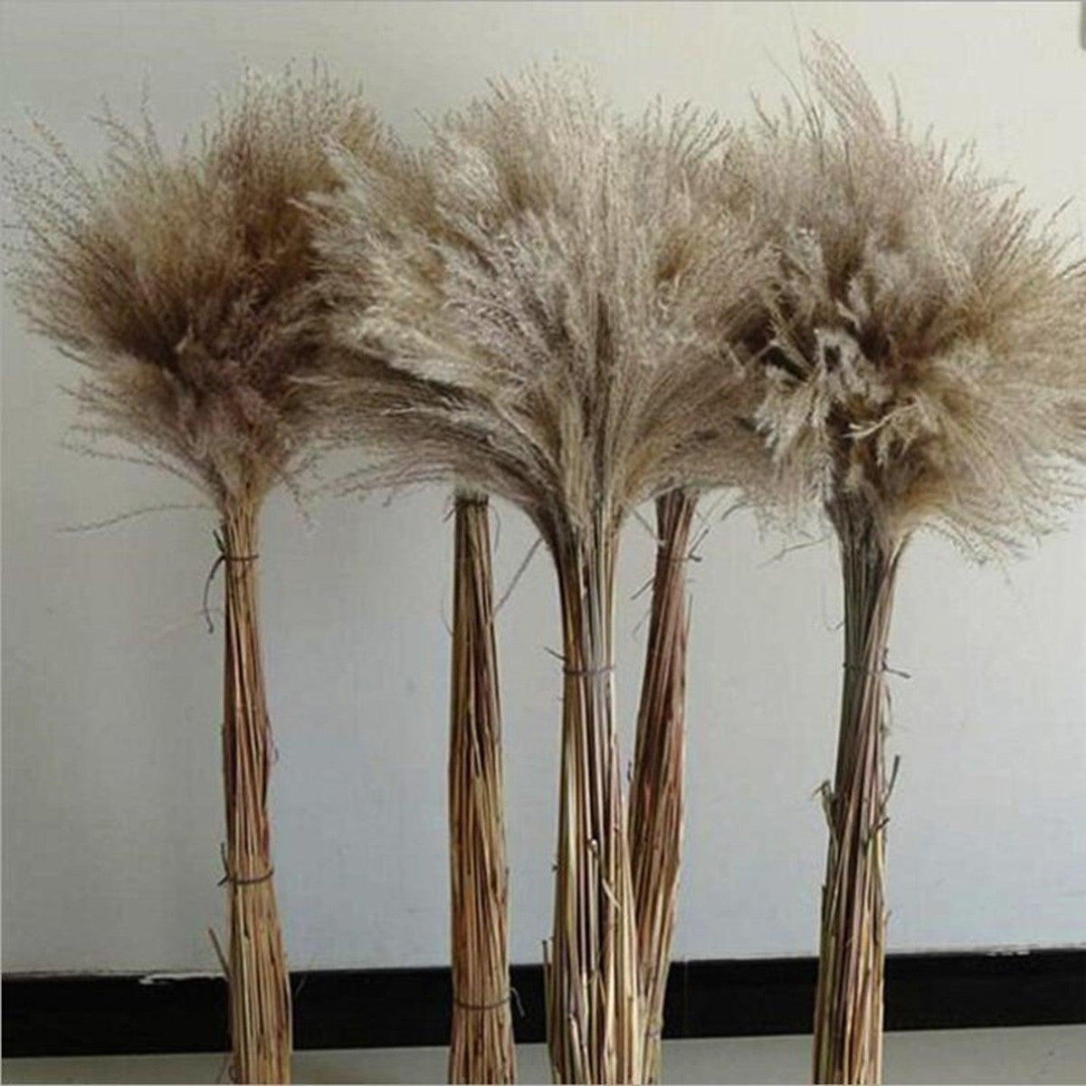 Dried Reed Grass Bouquet, 30 or 50 Stems