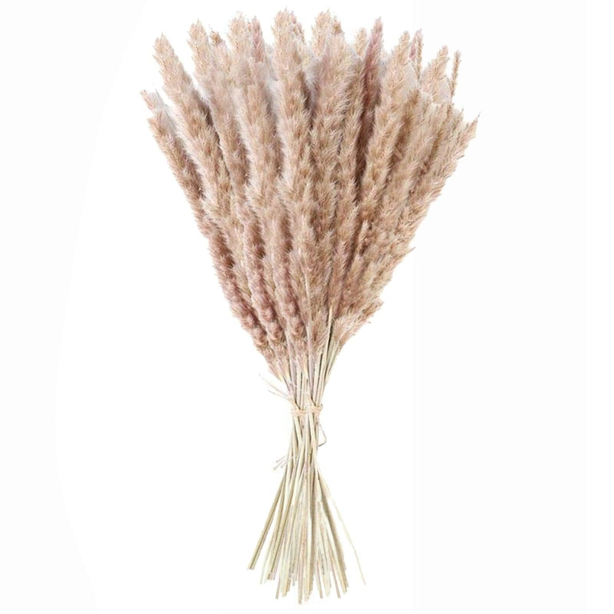Dried Reed Grass Bouquet, 30 or 50 Stems