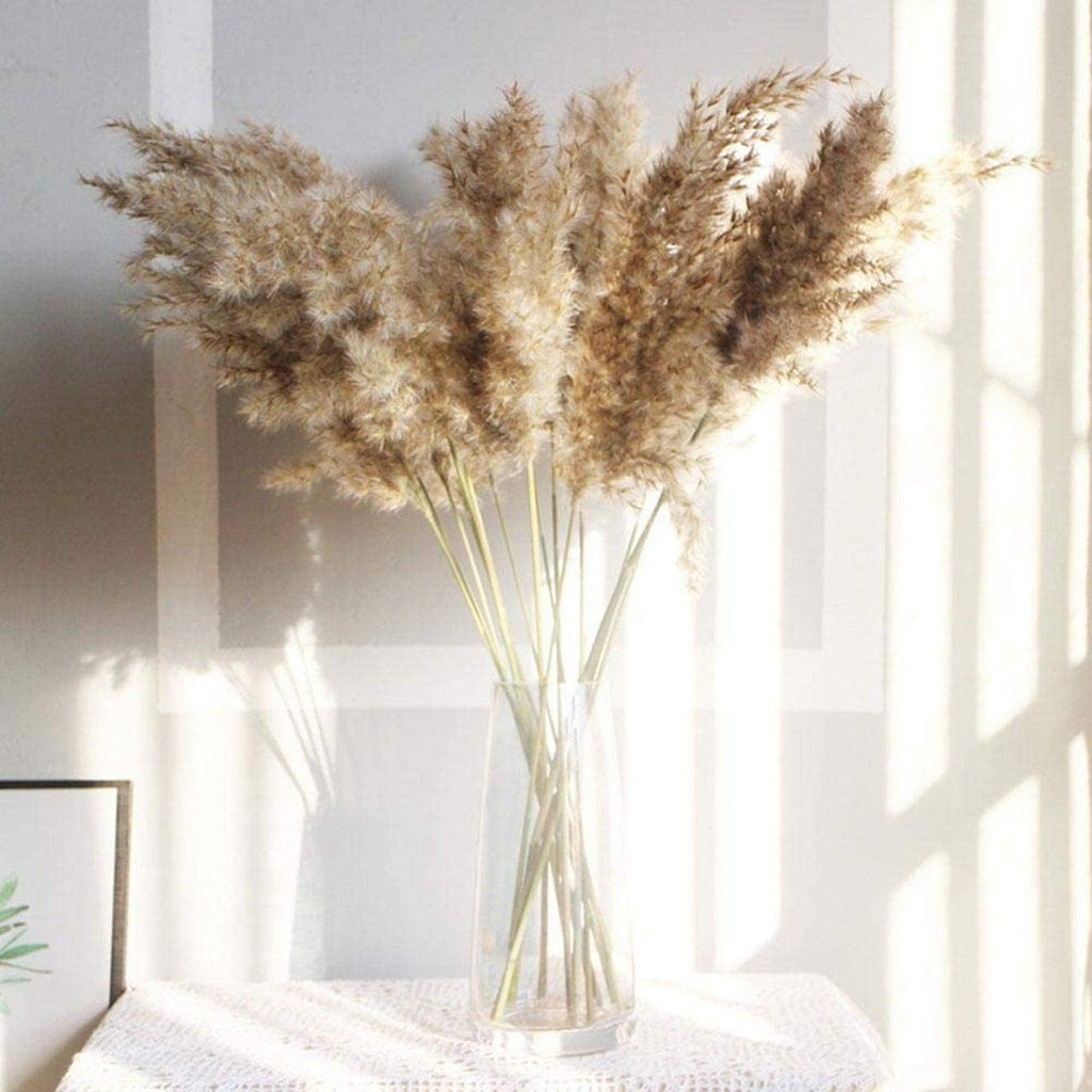 Beige dried reed-grass stems arranged in a clear glass vase in sunlight by a window.