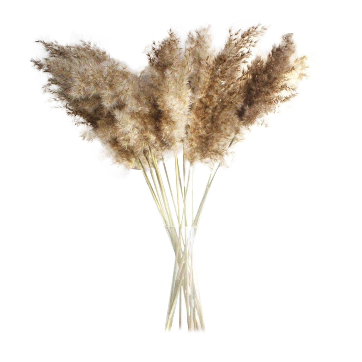 Dried Reed Grass Bouquet, 30 or 50 Stems