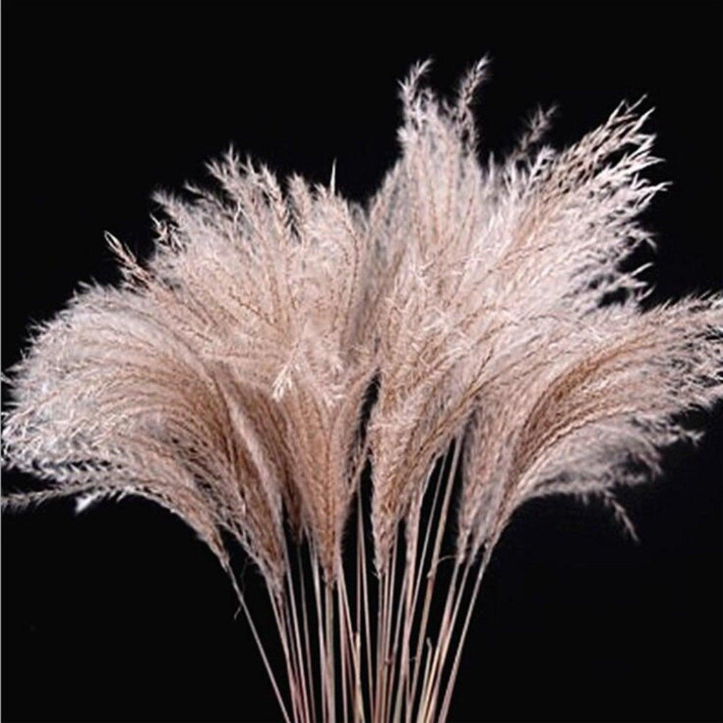 Dried Reed Grass Bouquet, 30 or 50 Stems