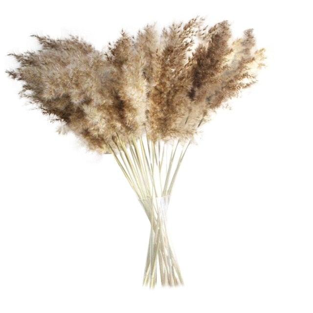 Dried Reed Grass Bouquet, 30 or 50 Stems